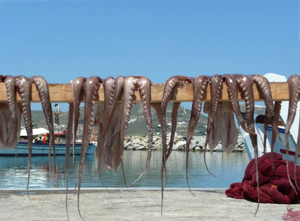 Sušení chobotnice na moři — Stock fotografie