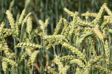 Yeşil buğday tarlası
