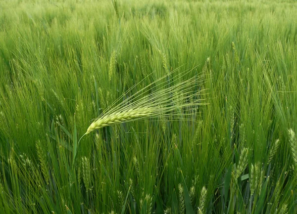 Durven te zijn verschillende - tarwe - gerst oor tegen de wind — Stockfoto