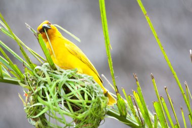 Golden palm weaver bird clipart