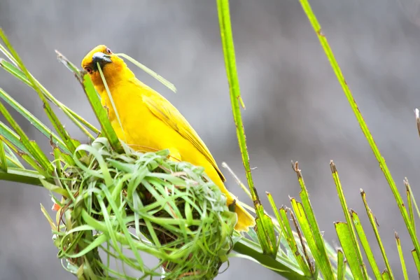 Golden palm weaver bird — Stock Photo, Image