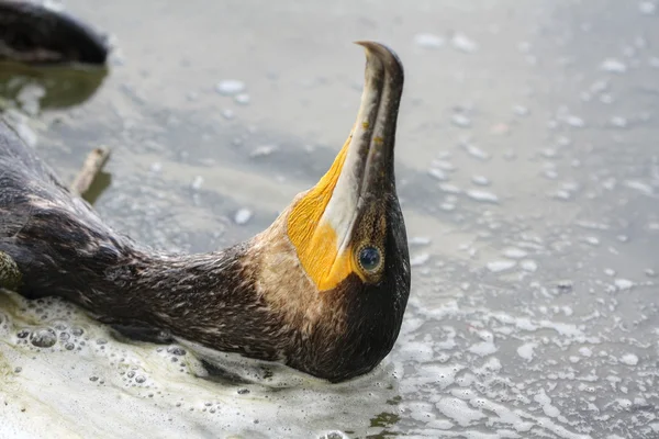Dead cormorant in a polluted, foamed river — Stock Photo, Image