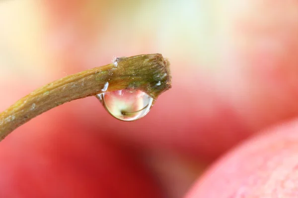 Reflexión de Apple sobre la gota de agua — Foto de Stock