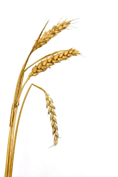 Kłos pszenicy z jeden gięte - symbol przemija — Zdjęcie stockowe