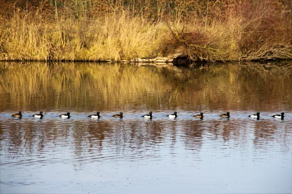 Tweekleurige eenden zwemmen in een wachtrij — Stockfoto