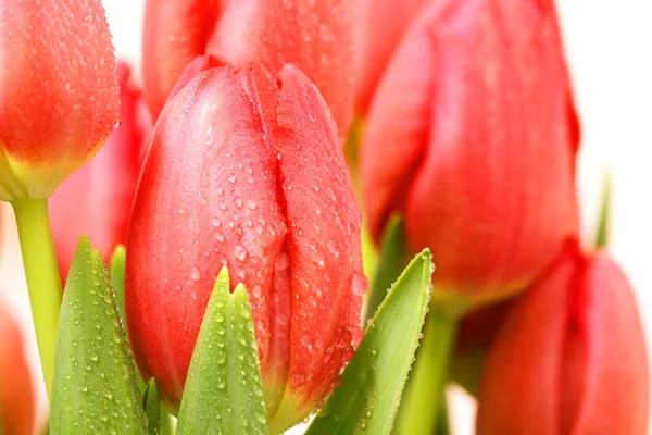 Tulipes avec gouttes d'eau — Photo