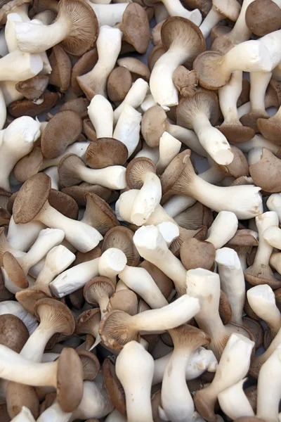 King Trumpet Mushrooms (pleurotus erygnii) — Stock Photo, Image