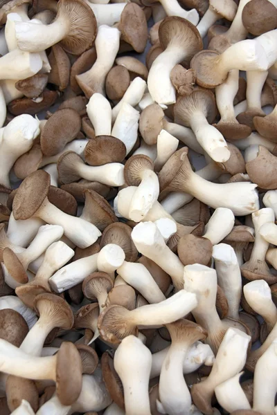 Koning trompet champignons (pleurotus erygnii) — Stockfoto