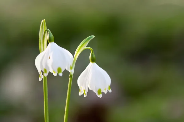 Flocons de neige au printemps — Photo