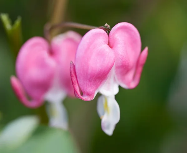 Flores del corazón sangrantes —  Fotos de Stock