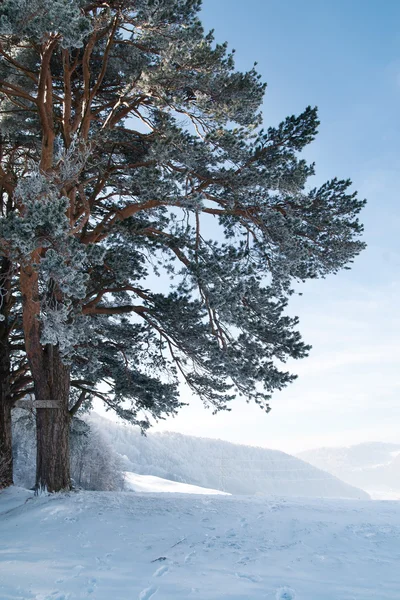 Árvore congelada — Fotografia de Stock