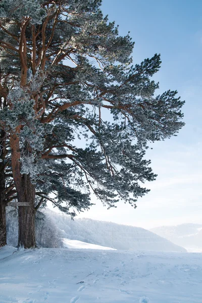 Arbre congelé — Photo