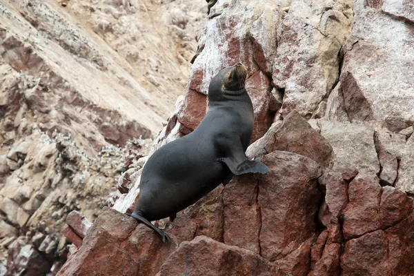 Leones del Mar Ushuaia —  Fotos de Stock