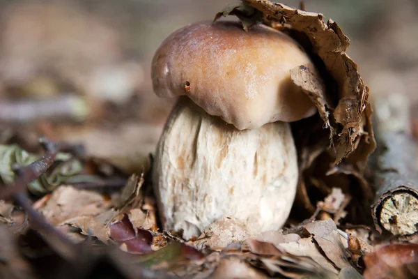 Cep or Porcini mushroom — Stock Photo, Image