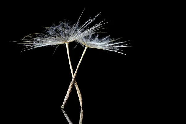 Paardebloem zaden gelijkend op balletdansers — Stockfoto