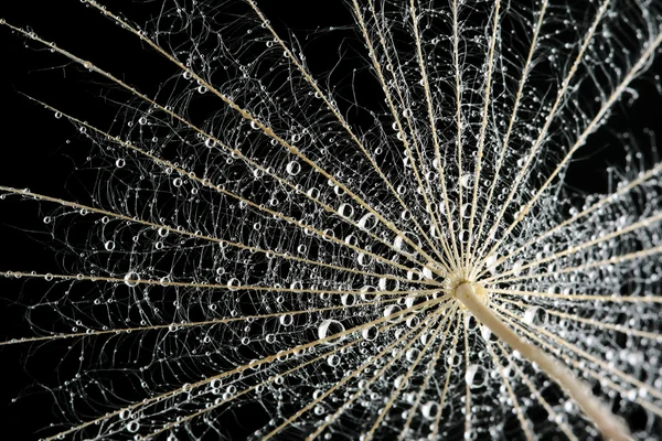 Gotas de agua en una semilla de diente de león —  Fotos de Stock