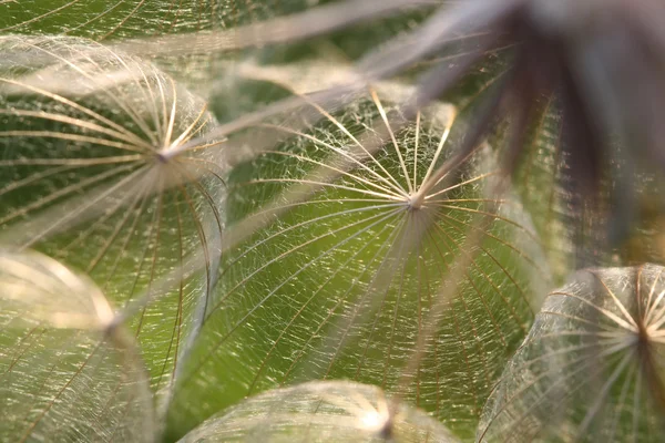 Extreme Macro of Dandelion Seeds in Backlit — Stock Photo, Image