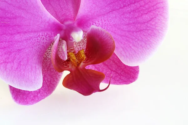 Orquídea sobre fondo blanco — Foto de Stock