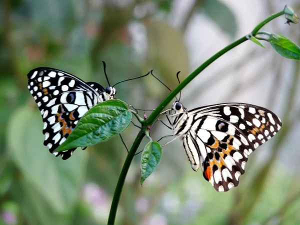 Farfalla di Lime (Papilio demoleus ) — Foto Stock