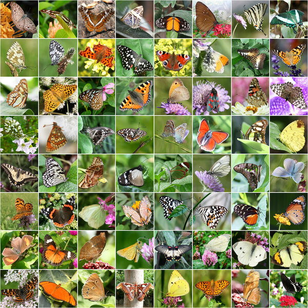 Butterfly collage