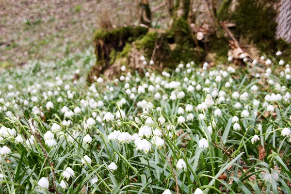 Våren snöflinga i skogen (leucojum vernum) — Stockfoto