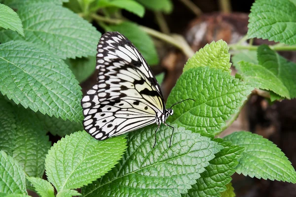 Árbol ninfa, cometa de papel, mariposa de papel de arroz (Idea leuconoe ) — Foto de Stock