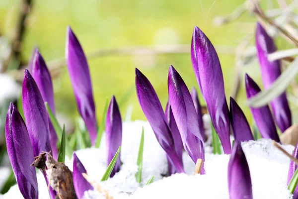 New buds of crocus are attacked by spring snow — Stock Photo, Image