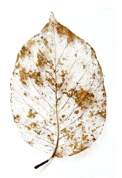 Scheletro di foglie marce — Foto Stock