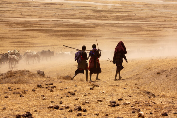 Massai boys driving cows to drink water