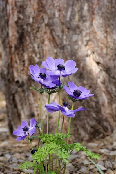 Blue anemone (coronaria or Mr. Fokker) under the root of a big tree — Stock Photo, Image