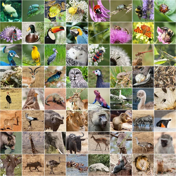 Collage fauna selvatica — Foto Stock