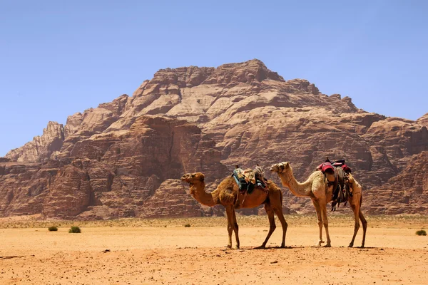 Camellos en el desierto — Foto de Stock