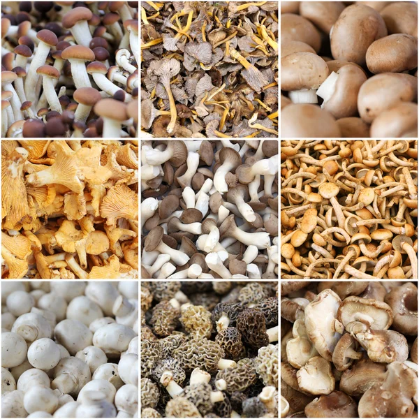 시장 콜라주에서 버섯 — 스톡 사진
