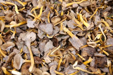 mantar yellowfoot