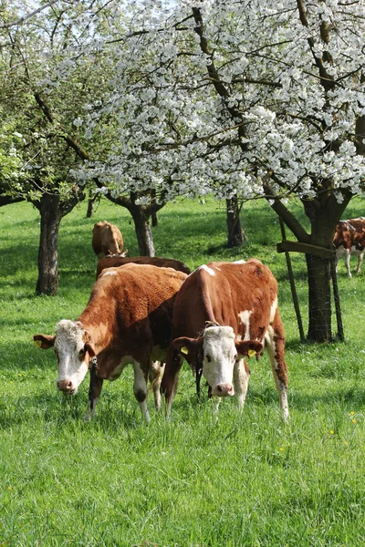 Vacas sob árvores em flor no pomar — Fotografia de Stock