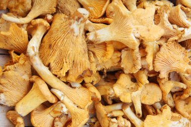 mantar Cantharellus cibarius