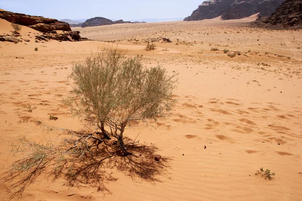 Krzew rośnie na czerwony piasek pustyni — Zdjęcie stockowe