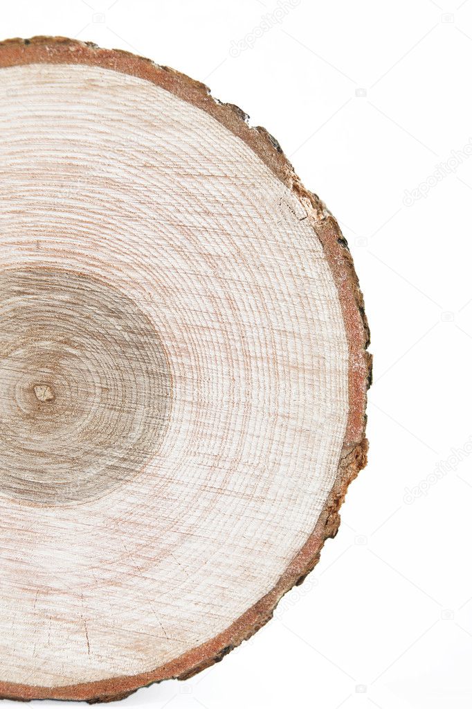 Wood slice pattern in macro, with blank space for text