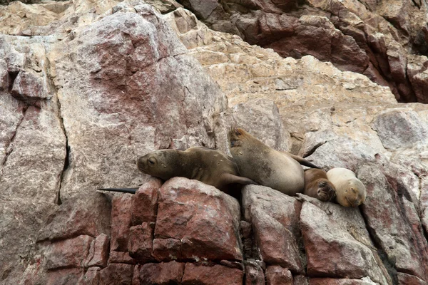 Zeeleeuwen ushuaia slapen op de Peruaanse kust — Stockfoto