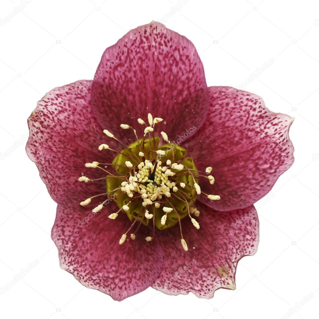 Christmas rose (Helleborus niger)