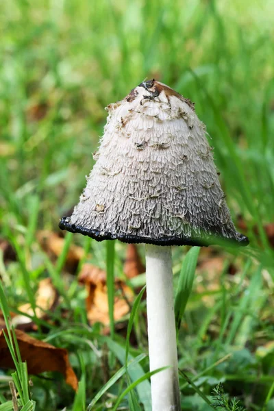 Mushroom Shaggy Ink Cap — Stock Photo, Image