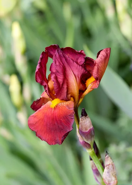 Flor de iris rojo —  Fotos de Stock