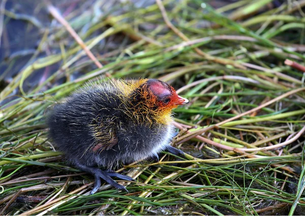 Blässhuhn (fulica atra) Baby lizenzfreie Stockbilder