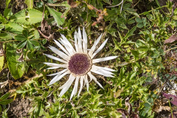 Carlina Acaulis Росте Високогірних Альпах — стокове фото