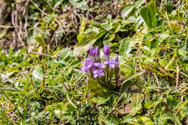 Field Gentian Gentianella Campestris Növekvő Alpokban Hegyek — Stock Fotó