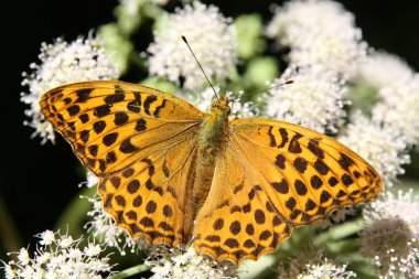 Kelebek - gümüş yıkadım fritillary (argynnis paphia)