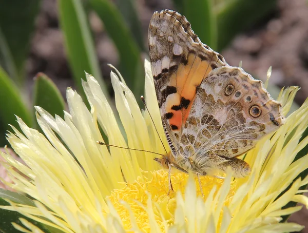 Schmetterling gemalte Dame (vanessa cardui) — Stockfoto