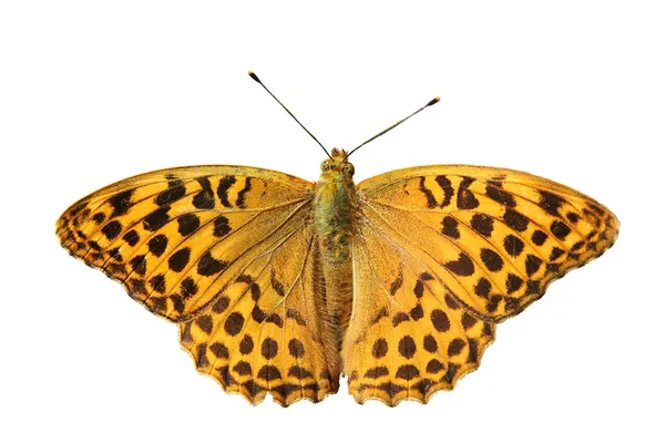 Schmetterling - silbergewaschener Fritillär — Stockfoto