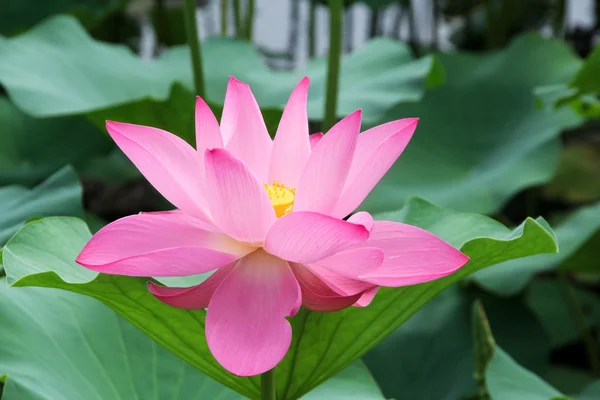 Lotus çiçeği. — Stok fotoğraf