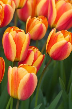 Bahar bahçesindeki portakal kırmızısı lalelerin yakın plan görüntüsü